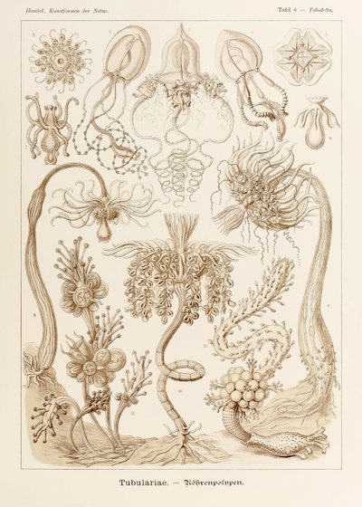 プレート 6 Ernst Haeckel (1834-1919) が描いた「Kunstformen der Natur」 (Art Forms in Nature) の Tubuletta Tubulariae 作： Ernst Haeckel