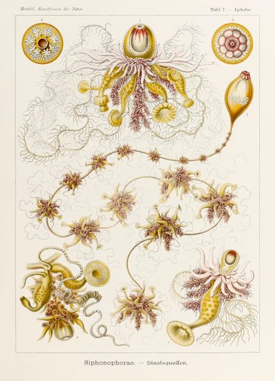 プレート 7 Ernst Haeckel (1834-1919) が描いた「Kunstformen der Natur」 (Art Forms in Nature) の Epibulia Siphonophorae 作： Ernst Haeckel