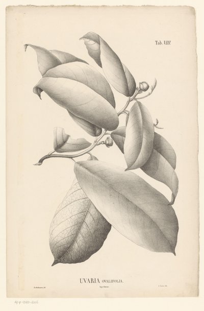 葉と花のつぼみのある枝 Uvaria Ovalifolia (オブジェクトのタイトル) 作： Ernst Philipp Sixtus