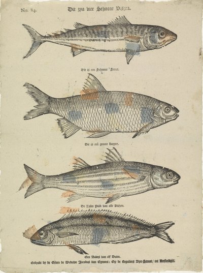 これらは 4 つの美しい魚です (オブジェクトのタイトル) 作： Erven de Weduwe Jacobus van Egmont
