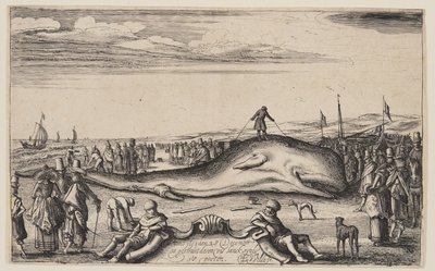 ノールドウェイクのマッコウクジラ 作： Esaias van den Velde I