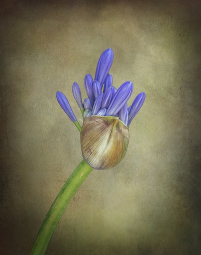  作： Esteban Rios