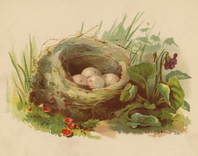 鳥の巣（クロモリト） 作： Ethel C. Nisbet