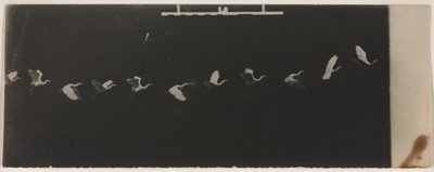 空飛ぶサギのクロノ写真 作： Etienne Jules Marey