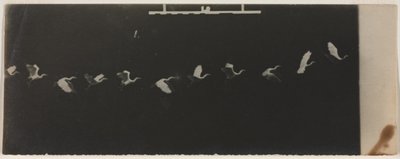 フライングヘロンのクロノ写真。 作： Etienne Jules Marey