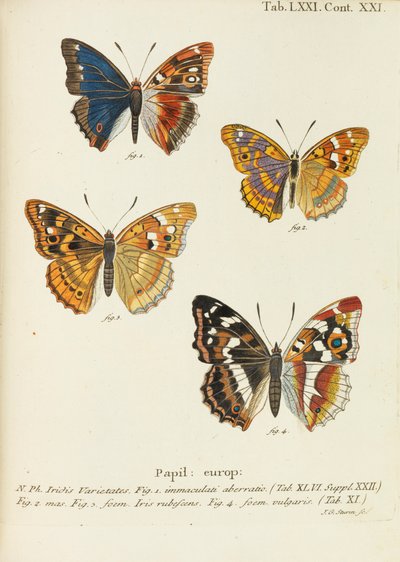 蝶 蝶、1777-1794。 作： Eugen Johann Christoph Esper