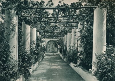 ぶどう畑のパーゴラ、カプリ島、イタリア、1927 作： Eugen Poppel