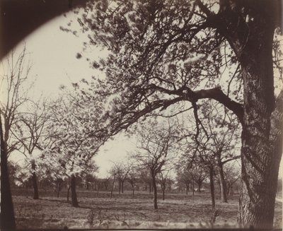 ポワリエ、1921年（写真） 作： ウジェーヌ・アジェ