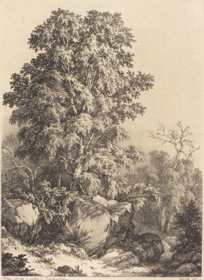 ブナの木立、1840 年。 作： Eugene Bléry