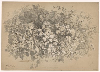 Bramen en andere planten イバラと様々な植物（オブジェクトのタイトル） Planten en bloemen (シリーズタイトル) Bléry が自然から描き、リトグラフした産業ガイド (シリーズ タイトル) 作： Eugene Bléry