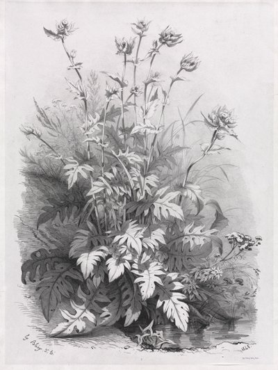自然をモチーフに描いたさまざまな植物群 その7 作： Eugene Bléry
