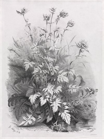 自然の後に描かれたさまざまな植物のグループ：No. 7、1848。 作： Eugene Bléry