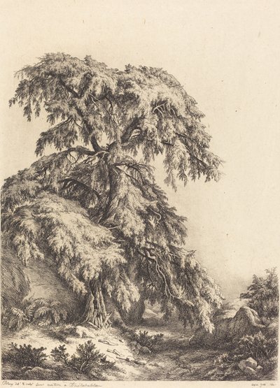 ジュニパー ツリー、1840 年。 作： Eugene Bléry