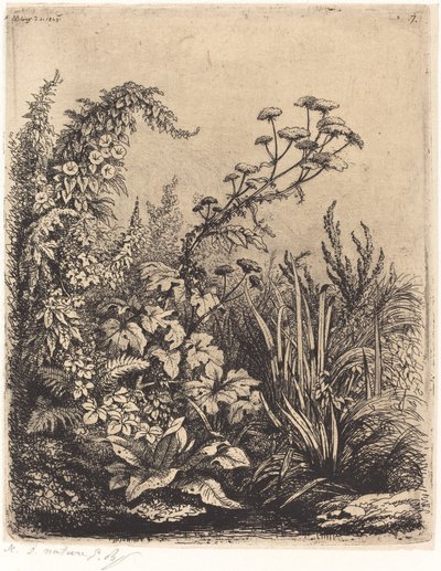 La petite berle aux liserons Small Water-parsnip with Bindweed、1849 年発行。 作： Eugene Bléry