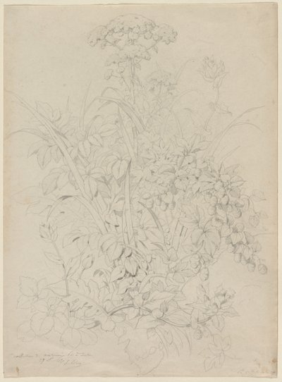 植物研究 作： Eugene Bléry