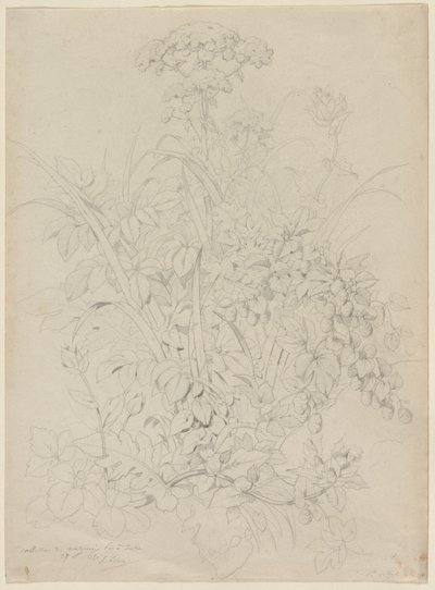 植物研究、1857。 作： Eugene Bléry