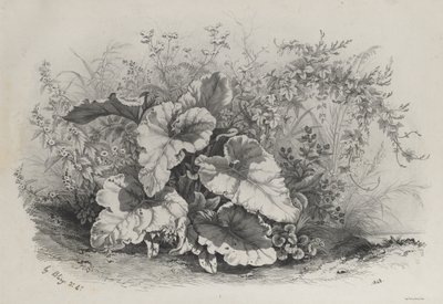 自然に倣って描かれ、リトグラフされた様々な植物のグループからの植物研究 作： Eugene Bléry