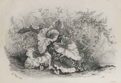 自然の後に描かれリトグラフされた様々な植物のグループからの植物研究...、1848。 作： Eugene Bléry