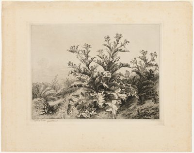 大きなアザミ、Les quatres grandes plantes のプレート 3 作： Eugene Bléry