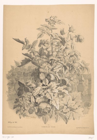 ローズントマト トマトとバラ（オブジェのタイトル） Planten en bloemen (シリーズタイトル) Bléry が自然から描き、リトグラフした産業ガイド (シリーズ タイトル) 作： Eugene Bléry