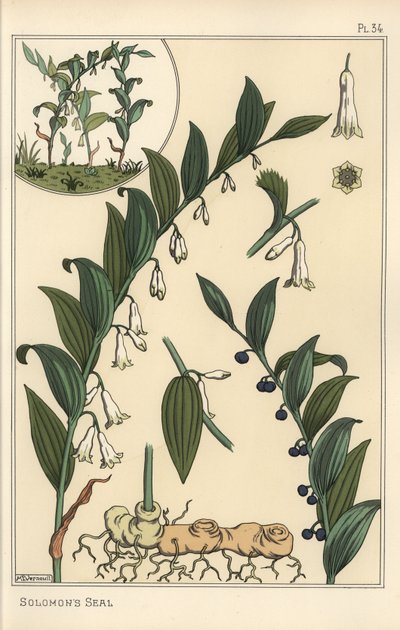 ソロモンのアザラシ（Polygonatum multiflorum）の植物図鑑 作： Eugene Grasset