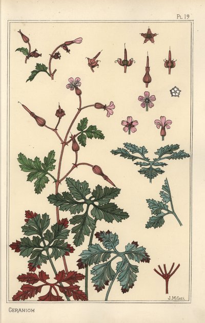 ゼラニウムの花、花びら、葉のボタニカルイラスト 作： Eugene Grasset