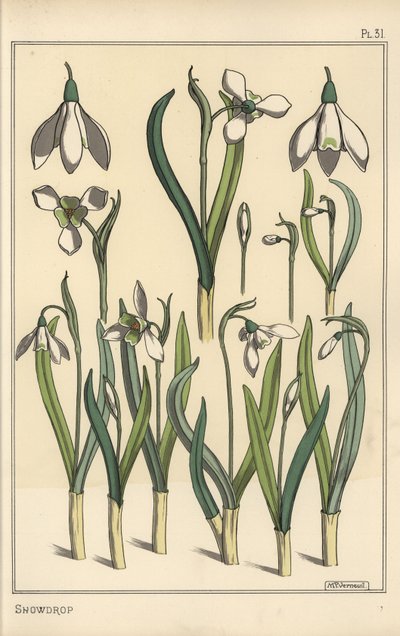 スノードロップ（Galanthus nivalis）の植物図鑑 作： Eugene Grasset