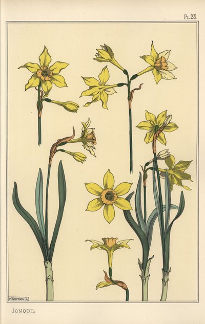 水仙の花の部分を表した植物図鑑 作： Eugene Grasset