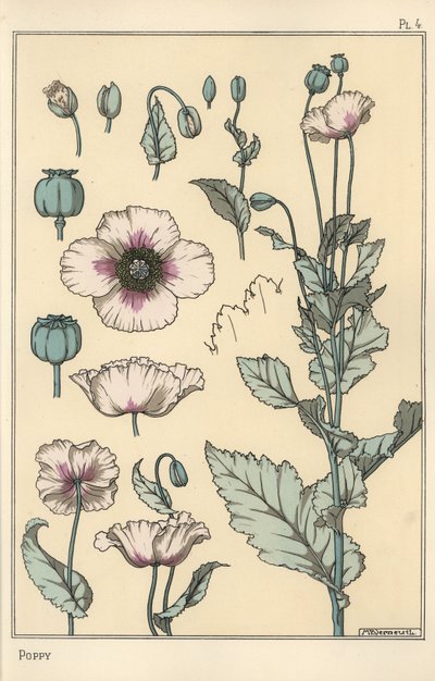 ケシの植物図鑑（花の部分、アヘンのさや付き 作： Eugene Grasset