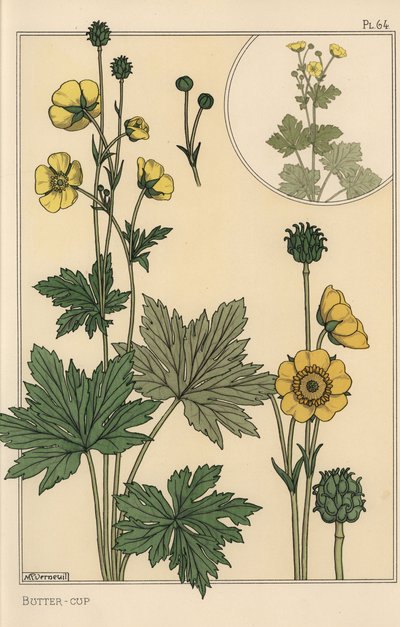 キンポウゲのボタニカルスタディ 作： Eugene Grasset