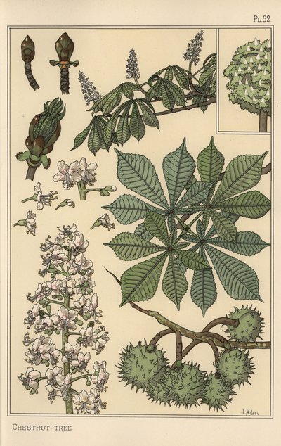 栗の木の植物学的研究 作： Eugene Grasset