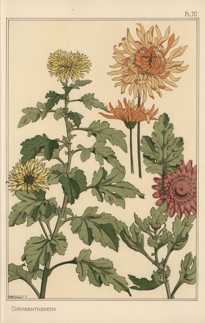 菊の植物学的研究 作： Eugene Grasset
