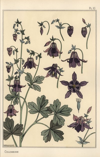 コロンバイン（Aquilegia vulgaris）の花の部分 作： Eugene Grasset