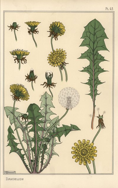 タンポポの植物学的研究 作： Eugene Grasset