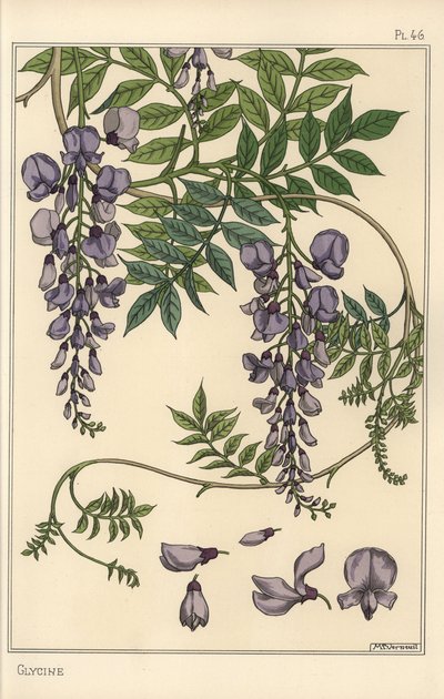 グリシンの植物学的研究 作： Eugene Grasset