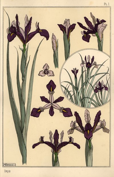 アイリスの植物と花の部分、挿し絵付き 作： Eugene Grasset