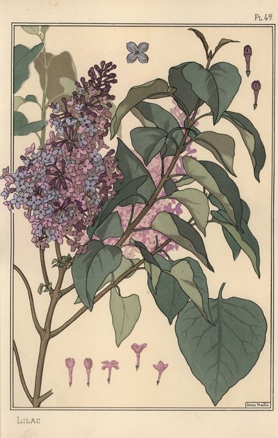 ライラックのボタニカルスタディ 作： Eugene Grasset