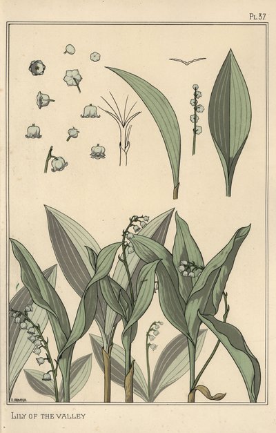 すずらん」の植物学的考察 作： Eugene Grasset