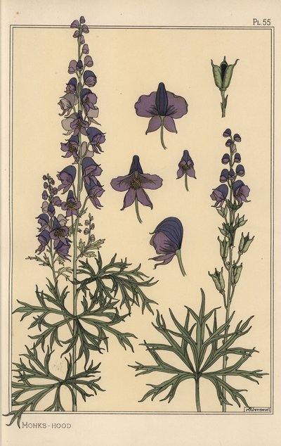 モンクスフードのボタニカルスタディ 作： Eugene Grasset