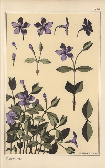 ニチニチソウの植物学的研究 作： Eugene Grasset