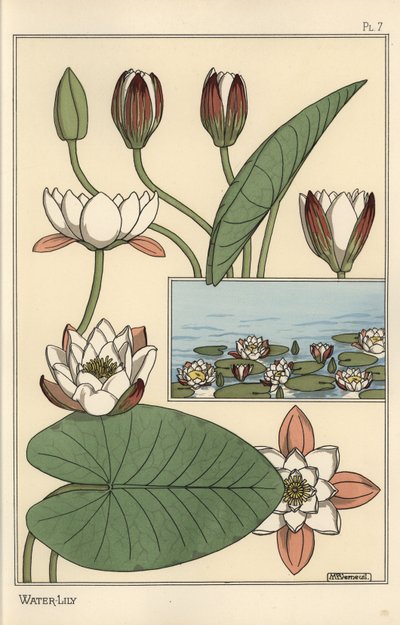睡蓮（Nelumbo lutea）と花の部分 作： Eugene Grasset