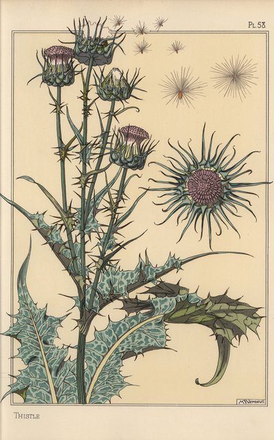 アザミの植物学的研究 作： Eugene Grasset