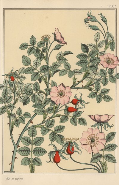 野バラの植物学的研究 作： Eugene Grasset