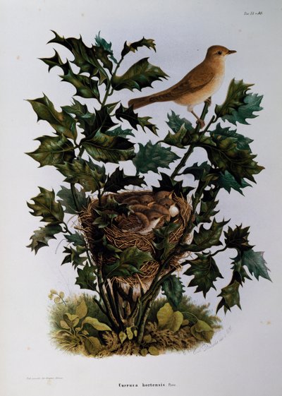 イタリア、Eugenio Bettoni（1845-1898）の『Natural History of Birds that nest in Lombardy』に掲載されたOscar Dresslerのエングレーヴィング。 作： Eugenio Bettoni, Oscar Dressler
