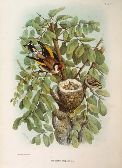オスカー・ドレスラーが描いたヨーロッパ金魚Carduelis carduelisファミリーを表すEugenio Bettoniの "Natural History of Birds that Nest in Lombardy "の挿絵。 作： Eugenio Bettoni, Oscar Dressler