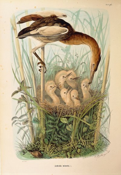 オスカー・ドレスラーによるリトル・ビターンIxobrychus minutusを描いたエウジェニオ・ベットーニの「ロンバルディアに営巣する鳥類の自然史」の挿絵。 作： Eugenio Bettoni, Oscar Dressler
