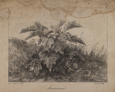 ストラモニウム 作： Eugenio Landesio