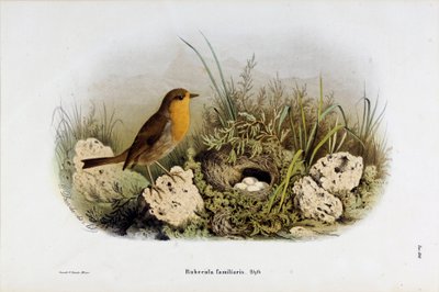 レッドゴージ（Rubecula familiaris）の表現（クロモリトグラフィー 作： Eugenio and Dressler Oscar  Bettoni