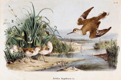 Becassine Chevalier guignette (Actitis hypoleuca)の表現（クロモリトグラフィー 作： Eugenio and Dressler Oscar  Bettoni
