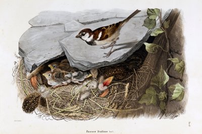 シザルスズメ（Passer domesticus italiaeまたはイタリアンスズメ）の表現（クロモリトグラフィー 作： Eugenio and Dressler Oscar  Bettoni